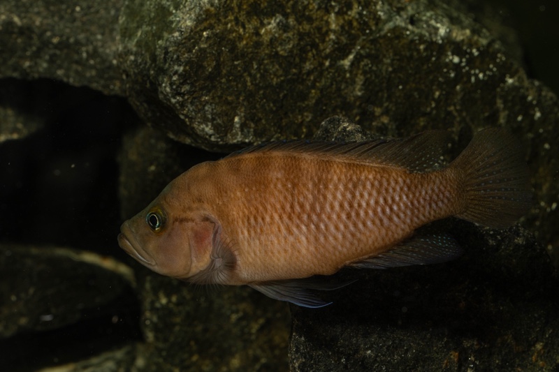 Neolamprologus obscurus 'Kantalamba'